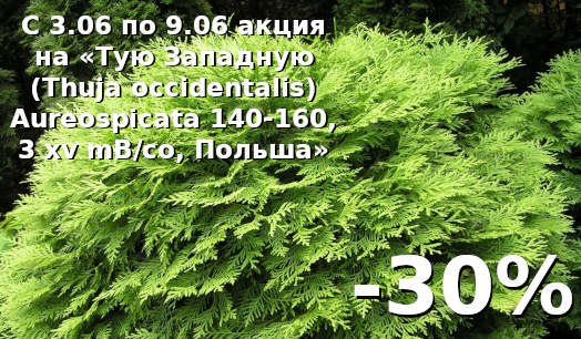 Туя Западная (Thuja occidentalis) Aureospicata 140-160, 3 xv mB/co, Польша