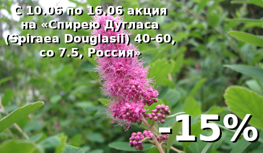 Спирея Дугласа (Spiraea Douglasii) 40-60, со 7.5, Россия