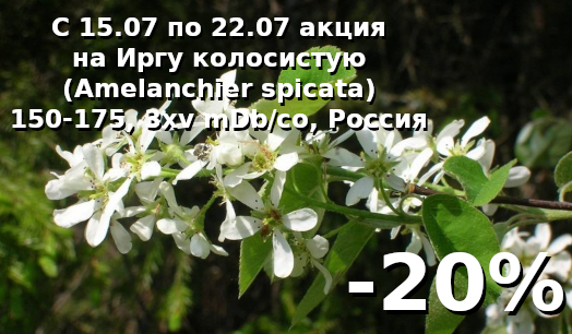Ирга колосистая (Аmelanchier spicata) 150-175, 3xv mDb/co, Россия