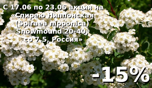 Спирея Ниппонская (Spiraea nipponica) Snowmound 20-40, со 7.5, Россия