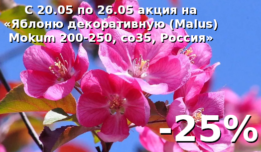 Яблоня декоративная (Malus) Mokum 200-250, со35, Россия