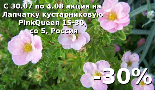 Лапчатка кустарниковая PinkQueen 15-30, co 5, Россия