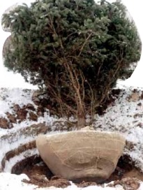 Зима близко: время больших деревьев