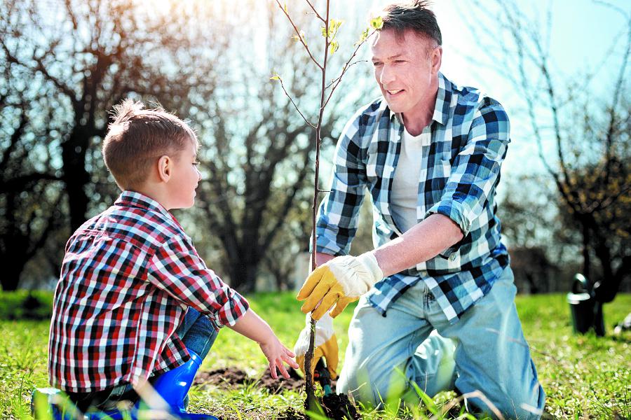 Инструкция по посадке саженцев